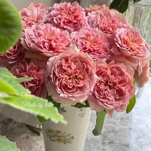 Moulin de la Galette Rose Live Plant - Fragrant Orange Pink Double Blooms, 5-8 ft Tall, Outdoor Shrub - Image 4