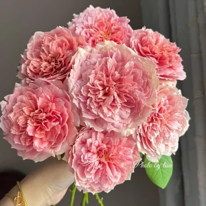 Moulin de la Galette Rose Live Plant - Fragrant Orange Pink Double Blooms, 5-8 ft Tall, Outdoor Shrub - Image 5
