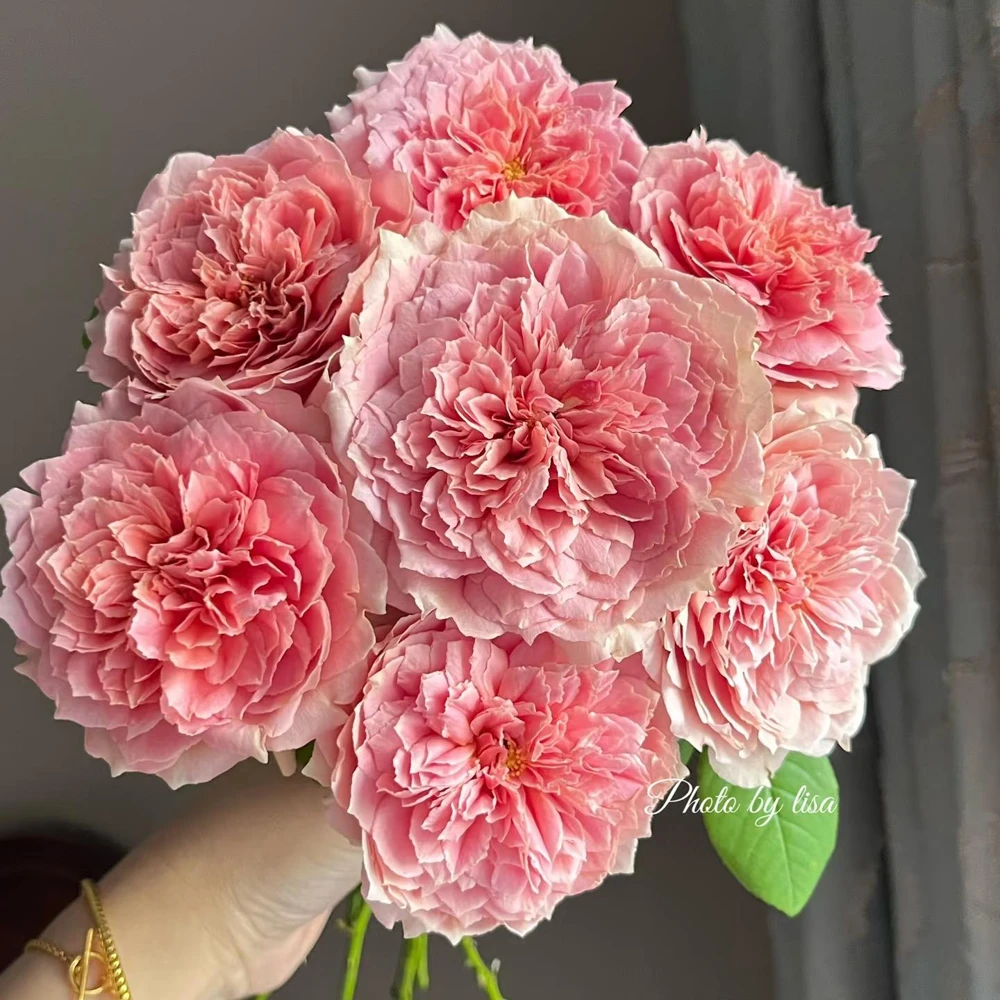 Moulin de la Galette Rose Live Plant - Fragrant Orange Pink Double Blooms, 5-8 ft Tall, Outdoor Shrub - Image 5