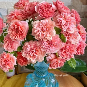 Moulin de la Galette Rose Live Plant - Fragrant Orange Pink Double Blooms, 5-8 ft Tall, Outdoor Shrub - Image 1