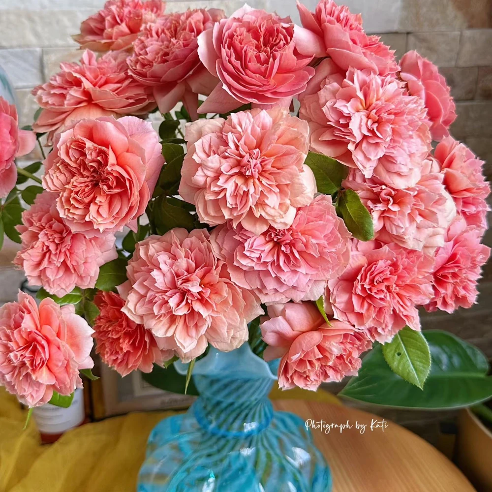 Moulin de la Galette Rose Live Plant - Fragrant Orange Pink Double Blooms, 5-8 ft Tall, Outdoor Shrub - Image 1