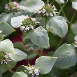 Mountain Mint Live Plant - Pycnanthemum muticum - Starter Plant - Zones 4-9 - Image 2