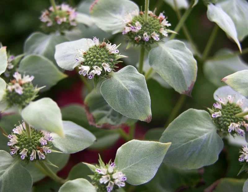 Mountain Mint Live Plant - Pycnanthemum muticum - Starter Plant - Zones 4-9 - Image 2