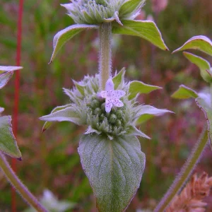Mountain Mint Live Plant - Pycnanthemum muticum - Starter Plant - Zones 4-9 - Image 3