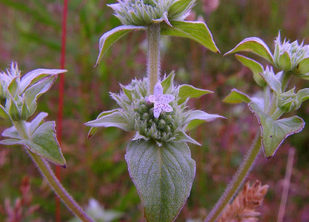 Mountain Mint Live Plant - Pycnanthemum muticum - Starter Plant - Zones 4-9 - Image 3