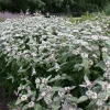 Mountain Mint Live Plant - Pycnanthemum muticum - Starter Plant - Zones 4-9 - Image 1