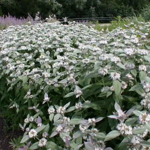 Mountain Mint Live Plant - Pycnanthemum muticum - Starter Plant - Zones 4-9 - Image 1
