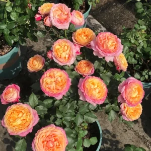 Multi-Season Rose Live Plant - Vigorous Growth, Disease Resistant, Cold Hardy - Image 2