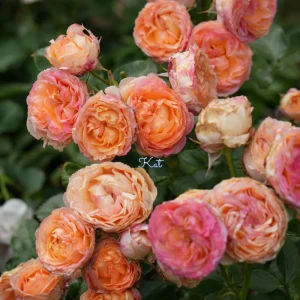 Multi-Season Rose Live Plant - Vigorous Growth, Disease Resistant, Cold Hardy - Image 3