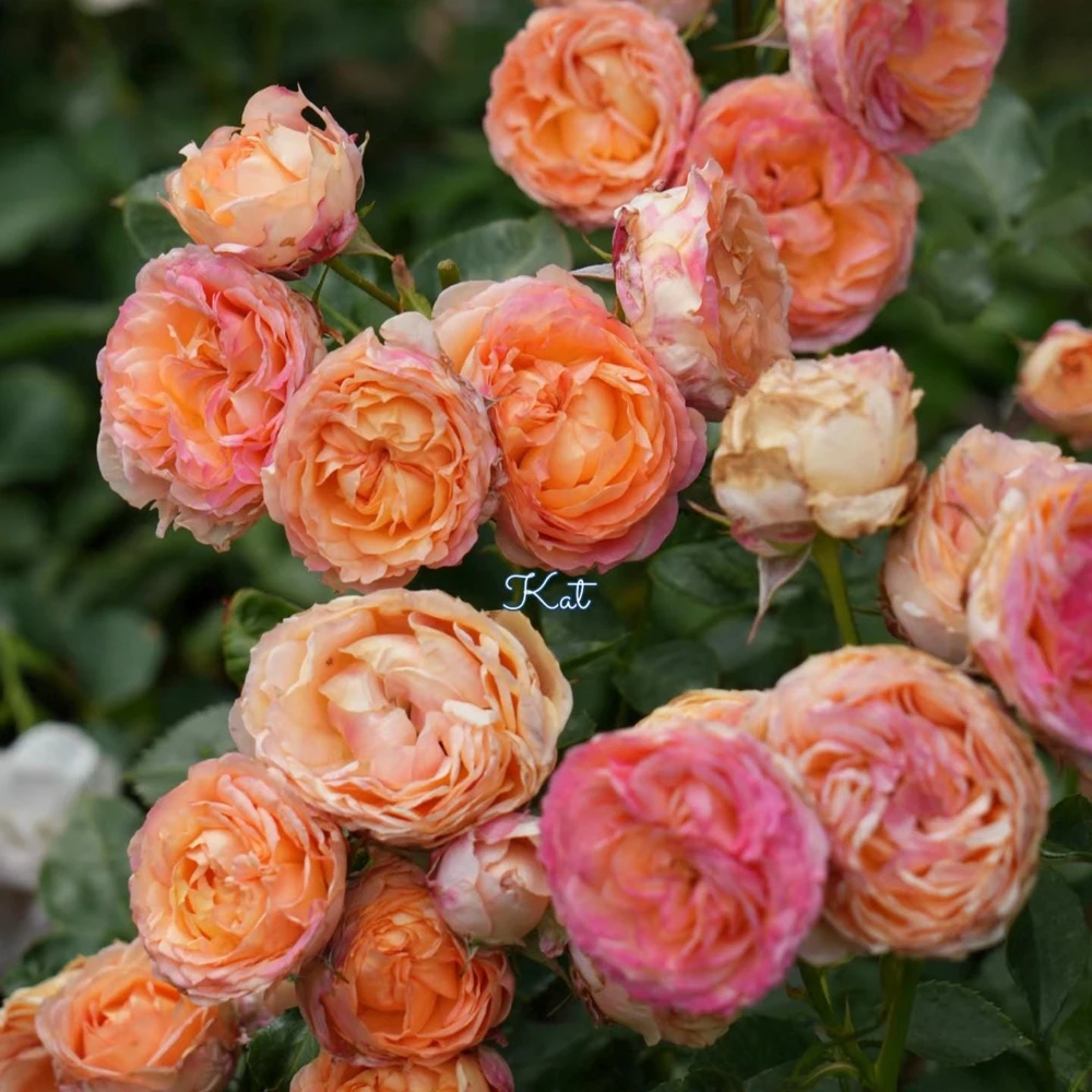 Multi-Season Rose Live Plant - Vigorous Growth, Disease Resistant, Cold Hardy - Image 3
