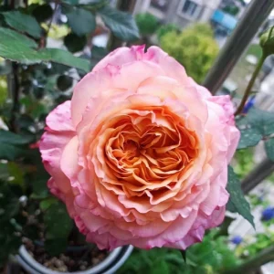 Multi-Season Rose Live Plant - Vigorous Growth, Disease Resistant, Cold Hardy - Image 4