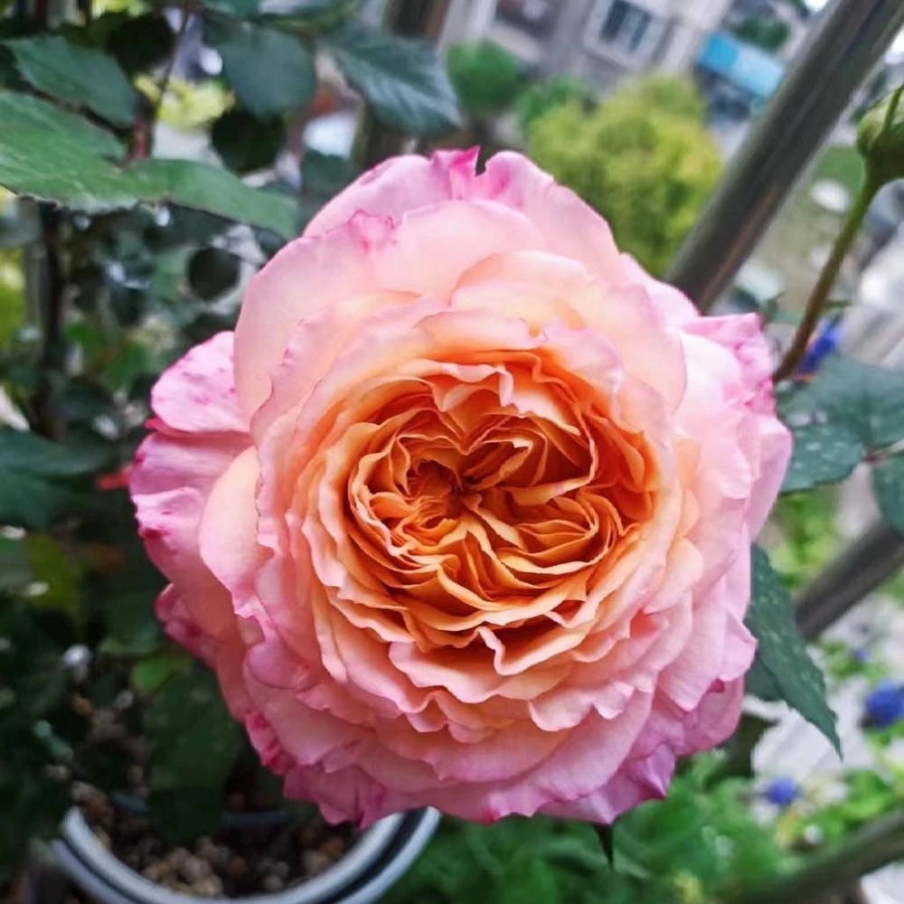 Multi-Season Rose Live Plant - Vigorous Growth, Disease Resistant, Cold Hardy - Image 4