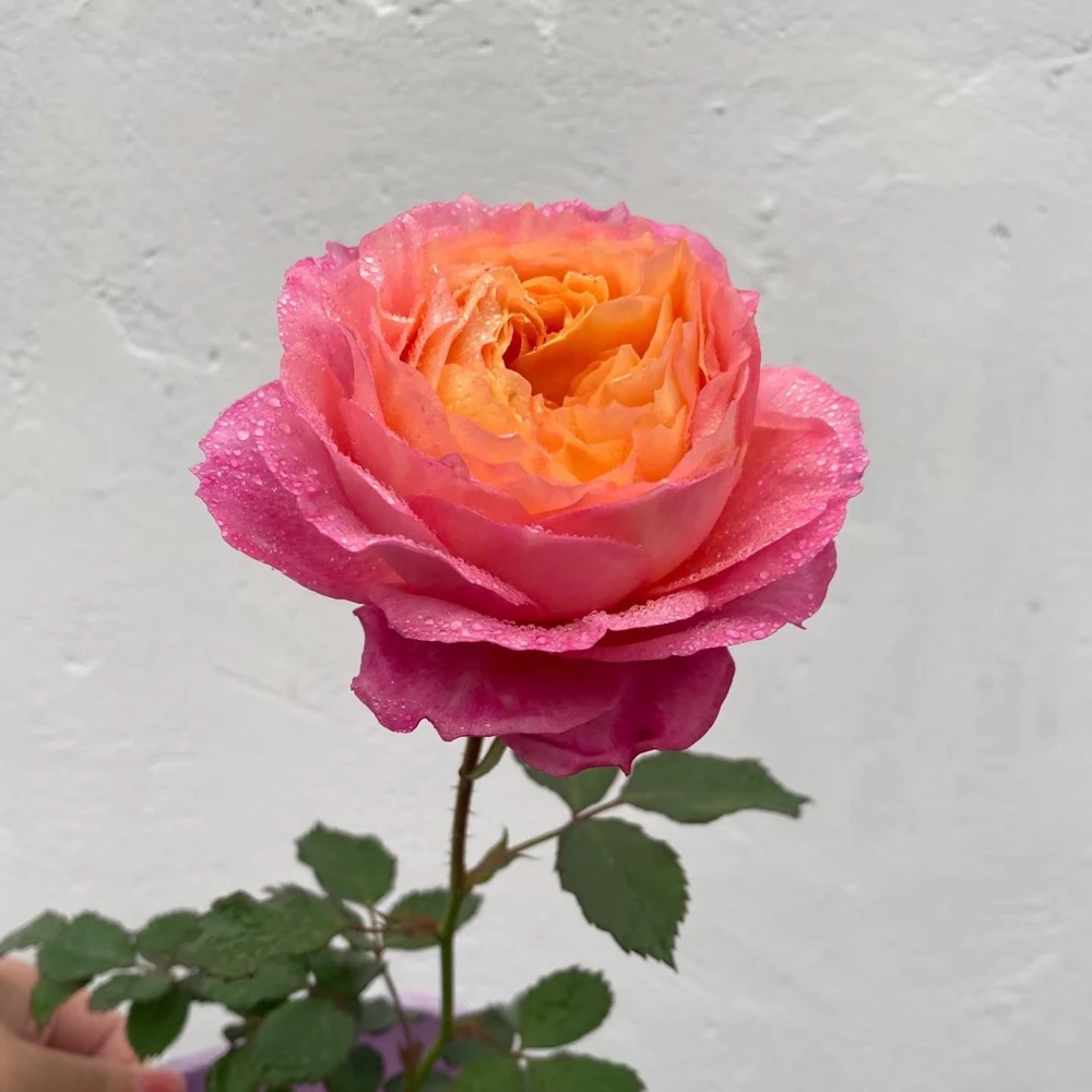 Multi-Season Rose Live Plant - Vigorous Growth, Disease Resistant, Cold Hardy - Image 5