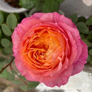 Multi-Season Rose Live Plant - Vigorous Growth, Disease Resistant, Cold Hardy - Image 1
