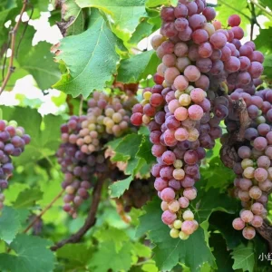 Muscat Hamburg Grape Vine Tree - Bare Root Plant for Sweet Black Grapes - Image 3
