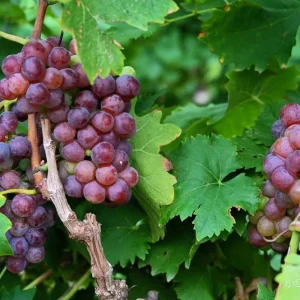 Muscat Hamburg Grape Vine Tree - Bare Root Plant for Sweet Black Grapes - Image 4
