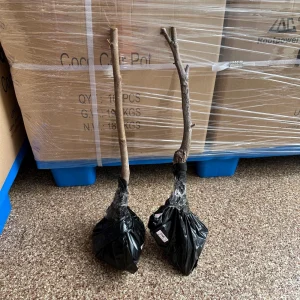 Muscat Hamburg Grape Vine Tree - Bare Root Plant for Sweet Black Grapes - Image 6
