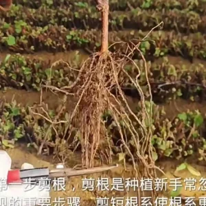 Muscat Hamburg Grape Vine Tree - Bare Root Plant for Sweet Black Grapes - Image 8