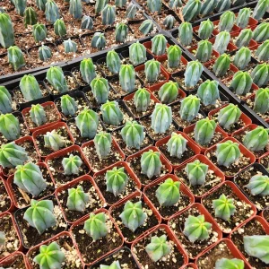 Myrtillocactus Geometrizans Cactus - Live Blue Candle Plant - 2 inch or 4 inch Pot - Image 3