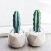 Myrtillocactus Geometrizans Cactus - Live Blue Candle Plant - 2 inch or 4 inch Pot - Image 1