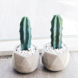 Myrtillocactus Geometrizans Cactus - Live Blue Candle Plant - 2 inch or 4 inch Pot - Image 1