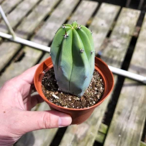 Myrtillocactus Geometrizans Cactus Live Plant – 2 or 4 inch Pot – Indoor - Image 1