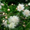 Myrtus Communis White Myrtle Live Plant Cuttings - 7 Unrooted 6" Shrubs - Outdoor - Image 1