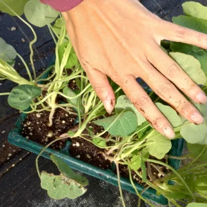 Nasturtium Live Plants - 6 Set, 3 Inch High Pot, Edible Flowers - Image 2
