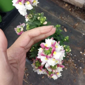 NEMESIA ESCENTIAL Mix Live Plant - Vibrant Flowers in 6 inch Pot - Image 2
