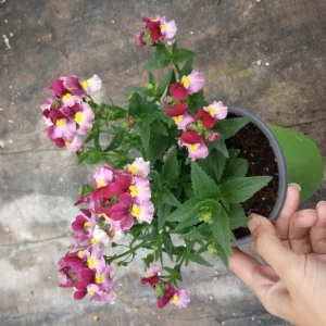 NEMESIA ESCENTIAL Mix Live Plant - Vibrant Flowers in 6 inch Pot - Image 3