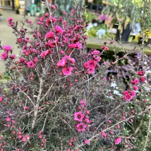 New Zealand Tea Tree Ruby Glow Live Plant 4-6” Tall – Indoor/Outdoor Flowering Shrub - Image 2