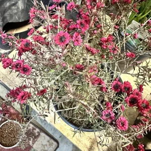 New Zealand Tea Tree Ruby Glow Live Plant 4-6” Tall – Indoor/Outdoor Flowering Shrub - Image 3