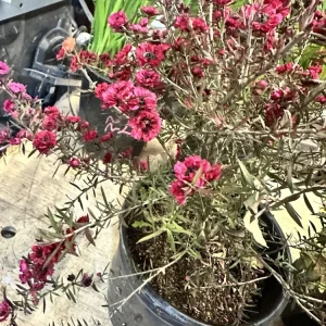 New Zealand Tea Tree Ruby Glow Live Plant 4-6” Tall – Indoor/Outdoor Flowering Shrub - Image 4