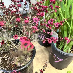 New Zealand Tea Tree Ruby Glow Live Plant 4-6” Tall – Indoor/Outdoor Flowering Shrub - Image 5