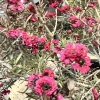 New Zealand Tea Tree Ruby Glow Live Plant 4-6” Tall – Indoor/Outdoor Flowering Shrub - Image 1
