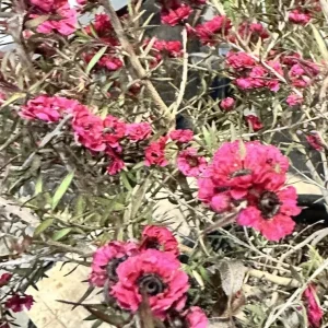 New Zealand Tea Tree Ruby Glow Live Plant 4-6” Tall – Indoor/Outdoor Flowering Shrub - Image 1