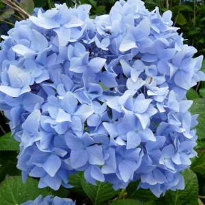 Nikko Blue Hydrangea Live Plant - Mophead Shrub, 6-10