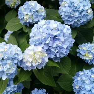 Nikko Blue Hydrangea Live Plant - Mophead Shrub, 6-10