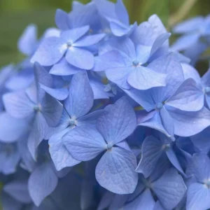 Nikko Blue Hydrangea Live Plant - Mophead Shrub, 6-10