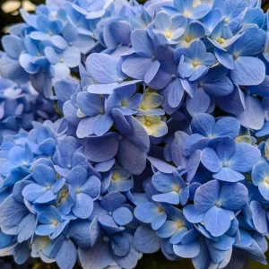 Nikko Blue Hydrangea Live Plant - Mophead Shrub, 6-10