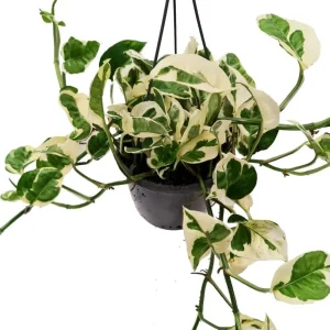 N'Joy Pothos Live Plant – Variegated Epipremnum Houseplant – 4 Inch Pot – Indoor - Image 3