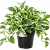 N'Joy Pothos Live Plant – Variegated Epipremnum Houseplant – 4 Inch Pot – Indoor - Image 1