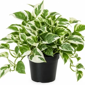 N'Joy Pothos Live Plant – Variegated Epipremnum Houseplant – 4 Inch Pot – Indoor - Image 1