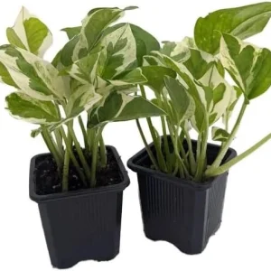 N'Joy Pothos Live Plant – Variegated Epipremnum Houseplant – 4 Inch Pot – Indoor - Image 6