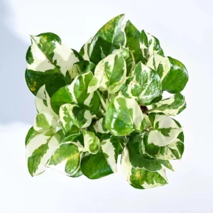 N'Joy Pothos Live Plant – Variegated Epipremnum Houseplant – 4 Inch Pot – Indoor - Image 7