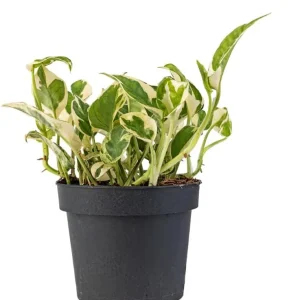 N'Joy Pothos Live Plant – Variegated Houseplant – 4 inch Pot – Indoor - Image 2