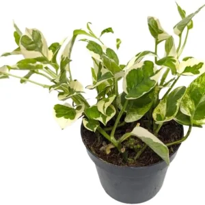 N'Joy Pothos Live Plant – Variegated Houseplant – 4 inch Pot – Indoor - Image 4