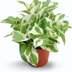 N'Joy Pothos Live Plant – Variegated Houseplant – 4 inch Pot – Indoor - Image 5
