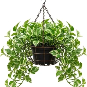 N'Joy Pothos Live Plant – Variegated Houseplant – 4 inch Pot – Indoor - Image 1