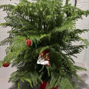 Norfolk Pine Tree Live Plant - Mini Christmas Tree, 3 Gallon Pot - Image 2